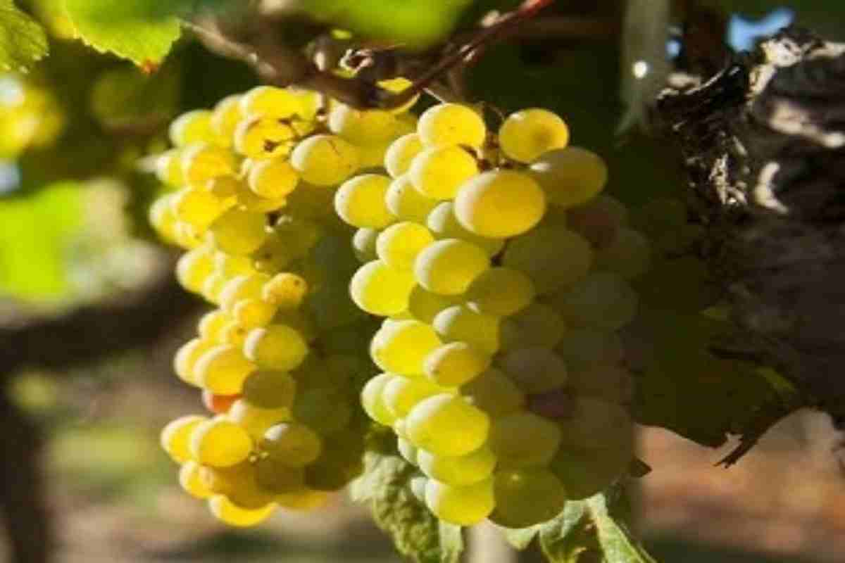 grappoli d'uva