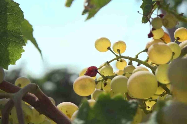 Falerio e Pecorino, motore del mercato vinicolo nel Sud delle Marche