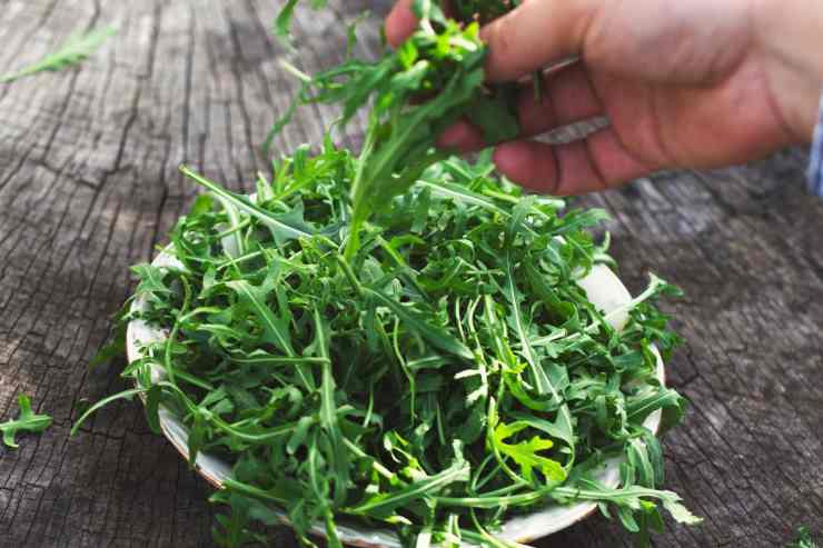 Pesto di rucola